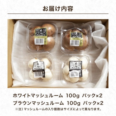 島人マッシュルームセット (ホワイト・ブラウン100g×各2セット)