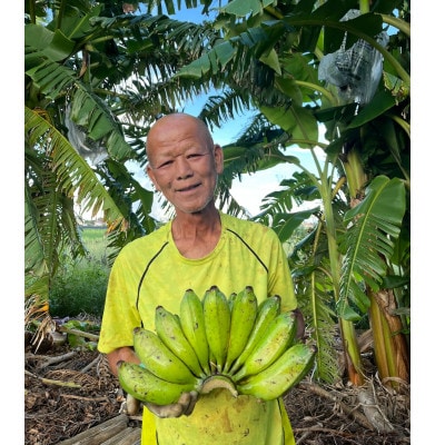 沖縄でオジーが育てた こだわり  アップルバナナ 1.5kg