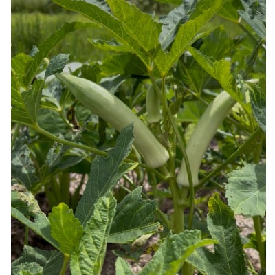 沖縄でオジーが育てたこだわり アップルバナナ と オクラ セット