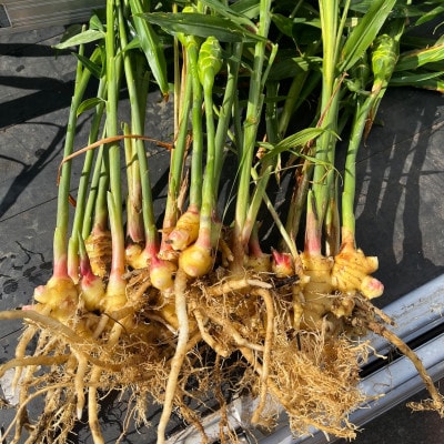 沖縄でオジーが育てたこだわり アップルバナナ と 黄金生姜 セット