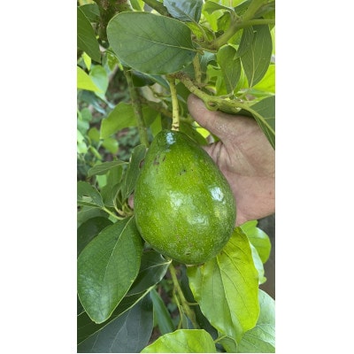 沖縄でオジーが育てたこだわり アップルバナナ と アボカド 1玉 セット