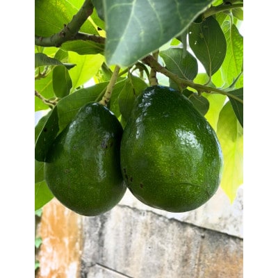 沖縄でオジーが育てたこだわり アップルバナナ と アボカド 1玉 セット