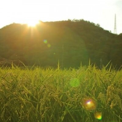 猪名川町のお米・キヌヒカリ(玄米)20kg