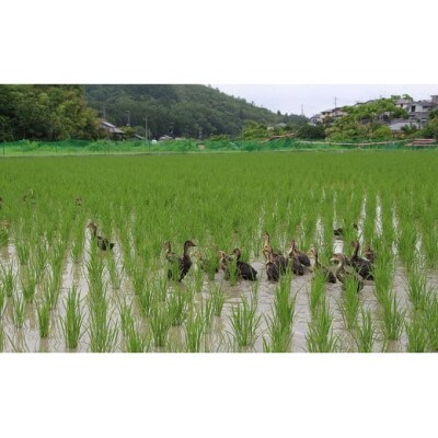 猪名川町産あいがも米(コシヒカリ10kg)玄米