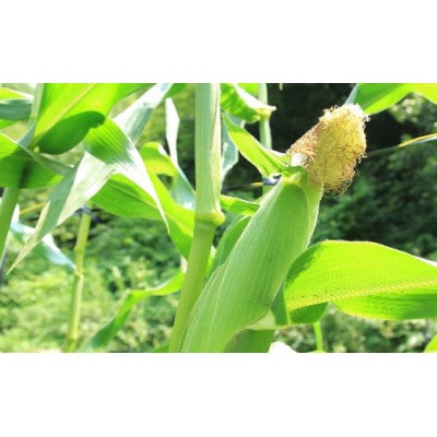 【産地直送】猪名川町産スイートコーン　10本(約3～4kg)