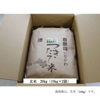 【令和6年産】猪名川町のお米キヌヒカリ(玄米)20kg