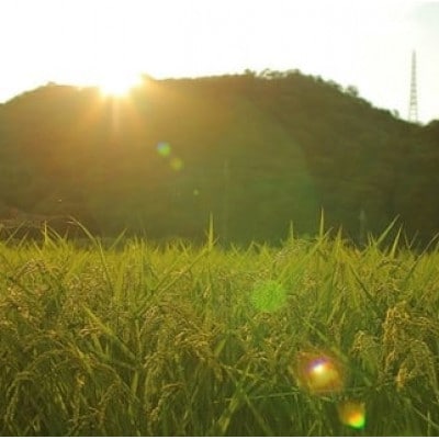 【毎月定期便】猪名川町のお米コシヒカリ(玄米)10kg×全4回