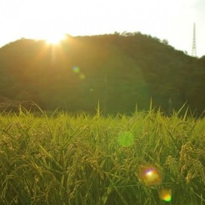 【毎月定期便】猪名川町のお米・キヌヒカリ(精米)約9kg×全4回