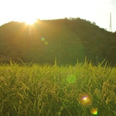 【毎月定期便】猪名川町のお米・キヌヒカリ(玄米)20kg×全2回