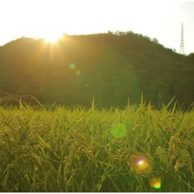 【毎月定期便】猪名川町のお米・キヌヒカリ(精米)約18kg×全3回