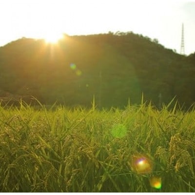 【毎月定期便】猪名川町のお米(コシヒカリ20kg)玄米×全3回