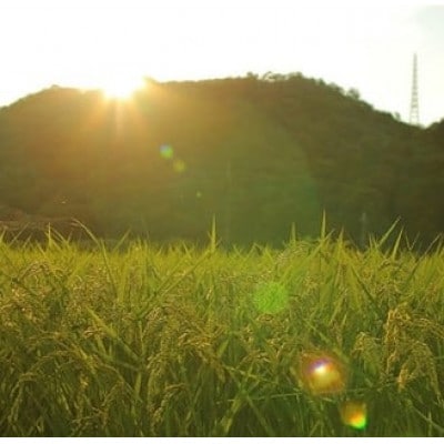 【毎月定期便】猪名川町のお米・コシヒカリ(精米)約18kg×全3回