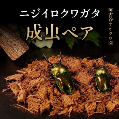 ニジイロクワガタ成虫ペア飼育セット付