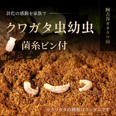 クワガタ虫(幼虫2種・各3匹)菌糸ビン付
