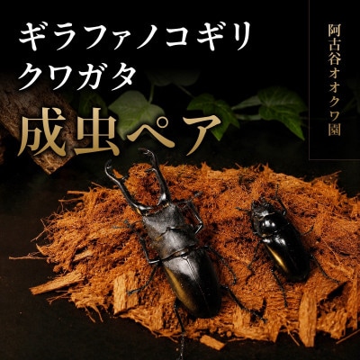 ギラファノコギリクワガタ成虫ペア