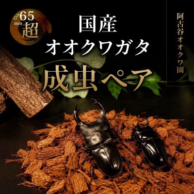 国産オオクワガタ成虫ペア飼育セット付き