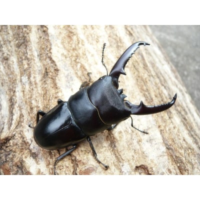 ツシマヒラタ成虫ペア飼育セット付