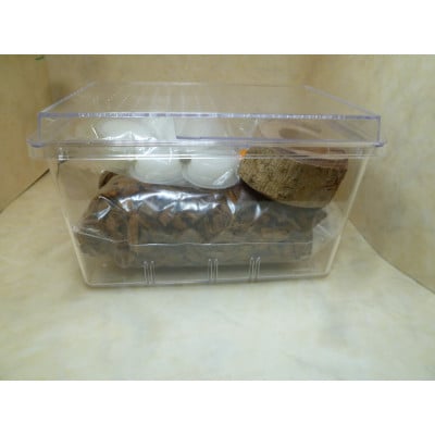 ツシマヒラタ成虫ペア飼育セット付