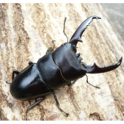 ツシマヒラタクワガタ　成虫ペア