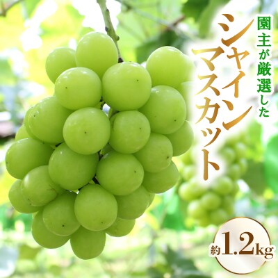 園主が厳選した「シャインマスカット」