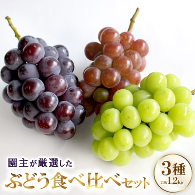 厳選 3種類のぶどう食べ比べセット