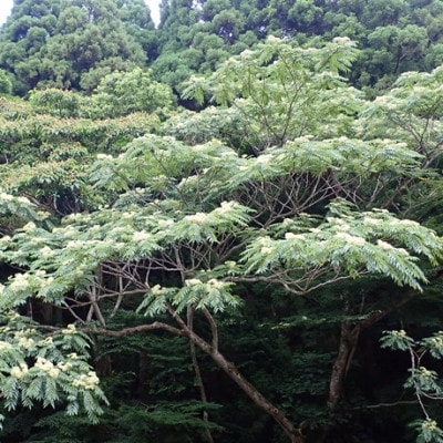 猪名川の百花はちみつ(烏山椒)