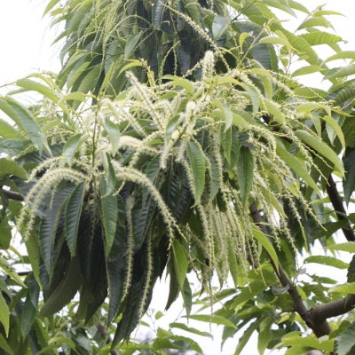 猪名川の百花はちみつ(栗)2本セット