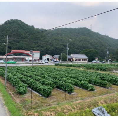 丹波黒大豆枝豆もぎ取体験 枝豆さや1Kgお持ちかえり