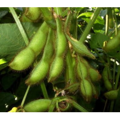 丹波黒大豆枝豆もぎ取体験 枝豆さや1Kgお持ちかえり
