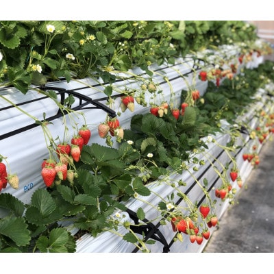 兵庫県猪名川町の「BERRYHOUSE」のいちご狩りペアチケット