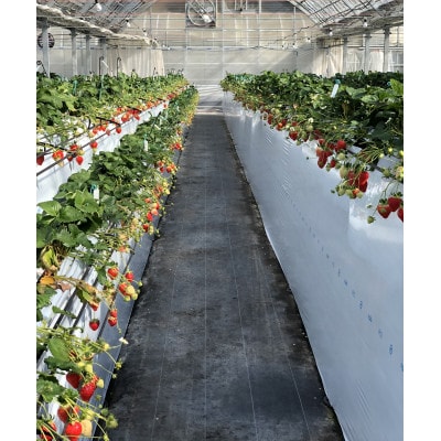 兵庫県猪名川町の「BERRYHOUSE」のいちご狩りペアチケット