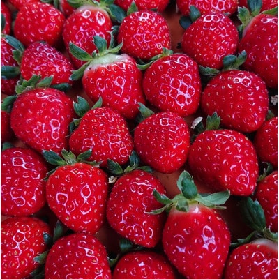 兵庫県猪名川町の「BERRYHOUSE」のいちご狩りペアチケット