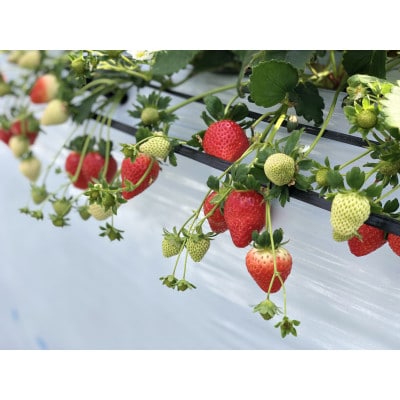 兵庫県猪名川町の「BERRYHOUSE」のいちご狩りペアチケット