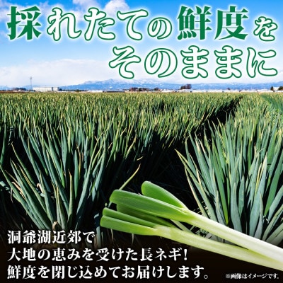 北海道産 洞爺湖近郊 長ねぎ 1/2本×20袋 小分け カット済 野菜 冷凍