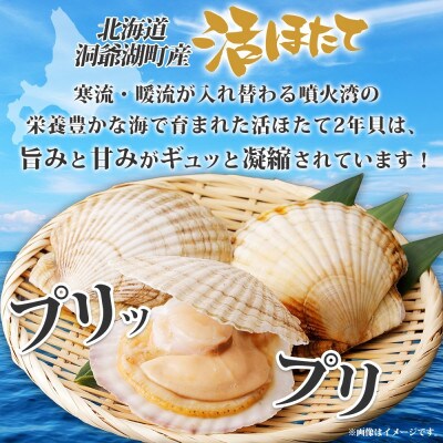 北海道産 活ほたて 2年貝 約2kg 15～22枚 2025年3月中旬～3月下旬ごろお届け 洞爺湖町