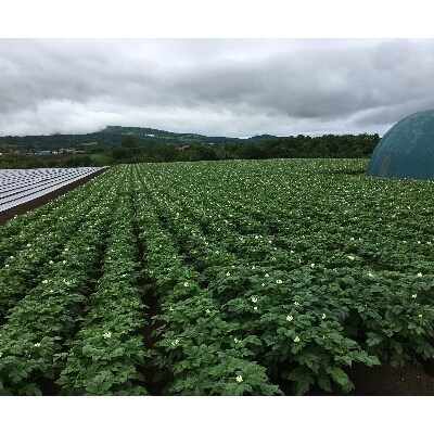 地元で人気のじゃがいも「とうや」2箱セット　M～2L込みサイズ
