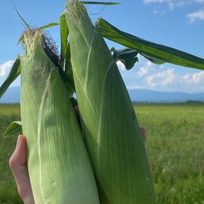 北海道産 とうもろこし 4kg前後 12-14本