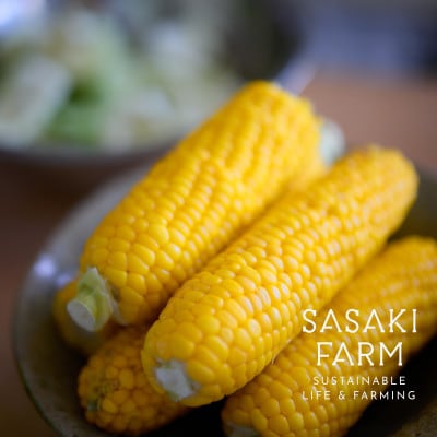 佐々木ファームのとうもろこし 4kg前後 12-14本