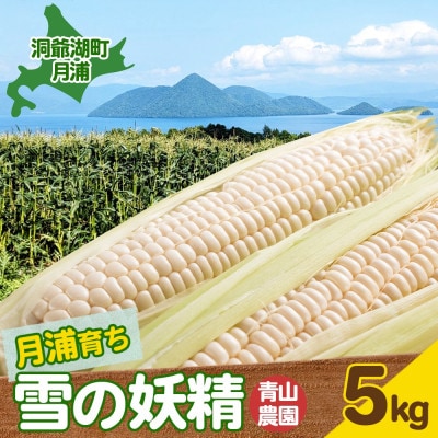 <先行受付>北海道 月浦で育った 雪の妖精 5kg とうもろこし 青山農園 2025年発送