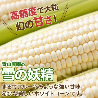 <先行受付>北海道 月浦で育った 雪の妖精 5kg とうもろこし 青山農園 2025年発送