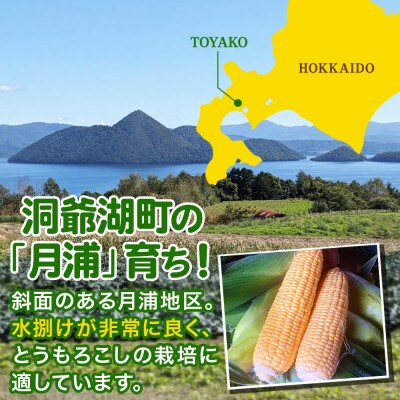 <先行受付>北海道 月浦で育った 雪の妖精 5kg とうもろこし 青山農園 2025年発送