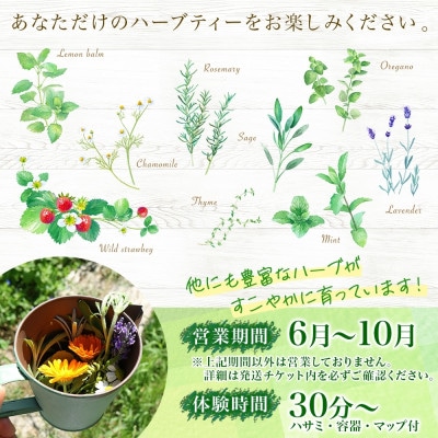 北海道 摘みたて ハーブティー作り体験 ハーブ お茶 ハーバルランチ 洞爺湖町