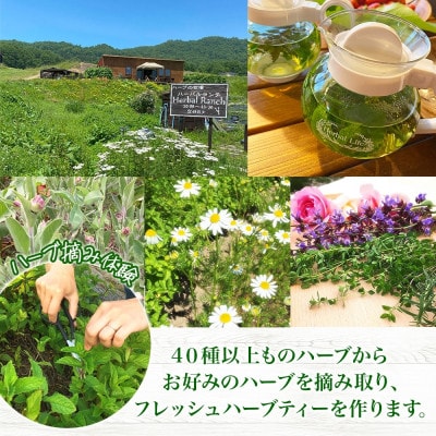 北海道 摘みたて ハーブティー作り体験 2枚 ハーブ お茶 ハーバルランチ 洞爺湖町