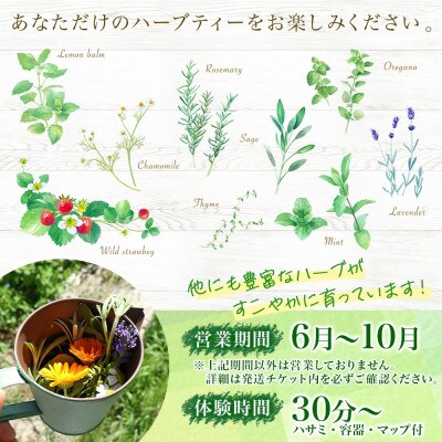 北海道 摘みたて ハーブティー作り体験 2枚 ハーブ お茶 ハーバルランチ 洞爺湖町