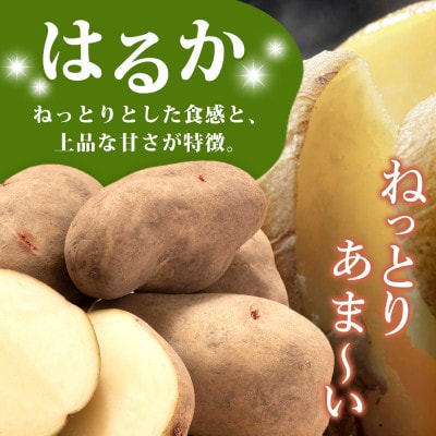 じゃがいも はるか 10kg 先行受付 産地直送 北海道 洞爺湖 2025年10月初旬より順次発送