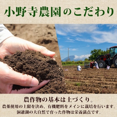 じゃがいも はるか 10kg 先行受付 産地直送 北海道 洞爺湖 2025年10月初旬より順次発送