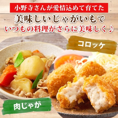 じゃがいも はるか 10kg 先行受付 産地直送 北海道 洞爺湖 2025年10月初旬より順次発送