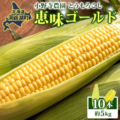 【2026年先行受付】北海道 とうもろこし 恵味ゴールド 約5kg 10本入り