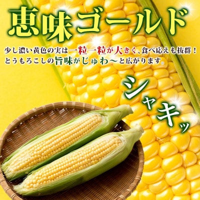 【2026年先行受付】北海道 とうもろこし 恵味ゴールド 約5kg 10本入り