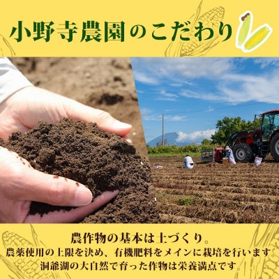 【2026年先行受付】北海道 とうもろこし 恵味ゴールド 約5kg 10本入り